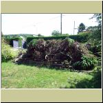 piscine_arbre_8_2010_11.jpg